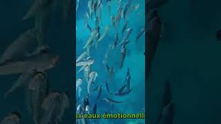 🐟 ANIMAL TOTEM POISSON  Émotion et Subconscient [upl. by Anselme696]