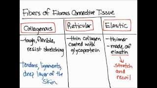 Fibers of Fibrous Connective Tissue [upl. by Samy]