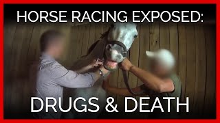 Horse Racing Exposed Drugs and Death [upl. by Colley354]