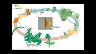 The Fern Lifecycle [upl. by Eilarol]