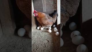 Laying Eggs🥚😍 minivlog sonalimurgifarm sabsejyadaandedenewalimurgi shorts short [upl. by Sclar100]