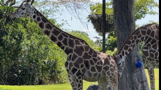 Zoo Miami [upl. by Cuhp736]