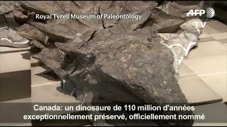 Un dinosaure quasimomifié découvert au Canada [upl. by Hajin686]