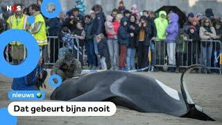 Orka aangespoeld op strand in België [upl. by Lian]