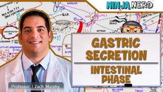 Gastrointestinal  Gastric Secretion The Intestinal Phase [upl. by Aissert]