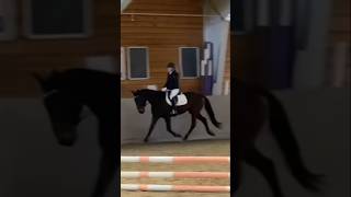 Dressage mode😆🙈 horse horseriding standardbred showjumping 70cm dressage GoldenWildcat [upl. by Yemorej264]