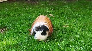 Blije cavia springt in het rond  Caviastal High Dream [upl. by Hourihan84]