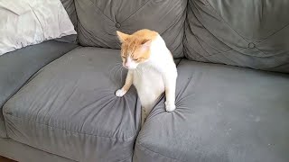 Funny Cat Videos of 2024 😍 Try not to laugh [upl. by Ahsael966]