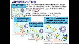 Lecture 15 Antigen Processing and T cell Activation [upl. by Varipapa]