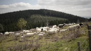 Osez lagroécologie  Témoignage dun éleveur ovin en Corrèze [upl. by Melania]