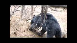 Bathing a rescued baby baboon [upl. by Elysee]