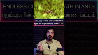 தமிழ்⭕ENDLESS Circle⭕ of ☠️DEATH⚠️in🐜ANTS🐜Mysteryஎறும்புகளின் முடிவில்லாத மரண வட்டம் [upl. by Ycak]