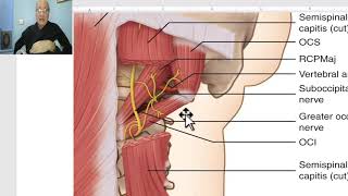 Anatomy of head and neck module in Arabic 69 Prevertebral muscles amp muscles of back   Dr Wahdan [upl. by Ahsaret]