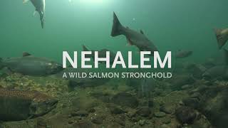 Nehalem A Wild Salmon Stronghold [upl. by Knorring84]