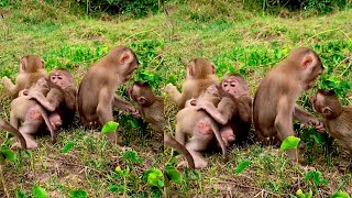 Best of monkeys videos you want to watch usa yotubeshorts icy animals shorts bae3 [upl. by De]