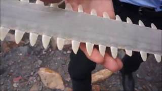 Using 3D models to understand the sawfish [upl. by Boycey733]