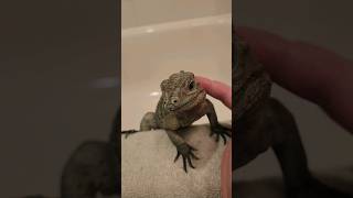 Rhino Iguana Bath time rhinoiguana rhino iguana bath reptile rhinocerous [upl. by Naylor]