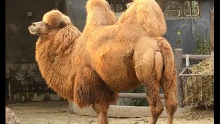 Camel documentary [upl. by Fosque]