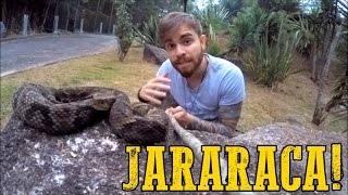 Papo de Biólogo Jararaca Bothrops jararaca [upl. by Elttil]