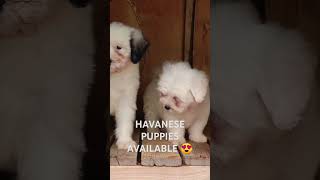 Havanese puppies available for rehoming 😍🇰🇪 music hiphop doglover havanese [upl. by Montano365]