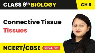 Connective Tissue  Tissues  Class 9 Biology Chapter 6  CBSE 202425 [upl. by Ahteral]