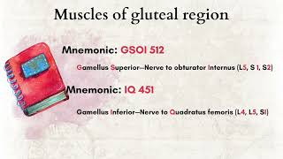 Muscles of gluteal region  mnemonic to memorise Muscles of gluteal region mnemonic [upl. by Daffi]