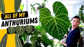 My Anthurium Collection 💚 Regale Metallicum King amp Queen Magnificum Crystallinum  My Plants 😍 [upl. by Vil]