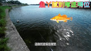 典寶溪之尾刀鱸 釣魚 poseidon evergreen shimano 路亞 金目鱸 鱸魚 艾斯門徒 [upl. by Armat]