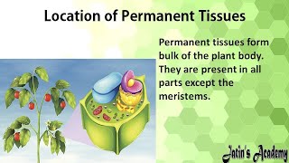 What is permanent tissue location of permanent tissue Characteristics function Simple permanent [upl. by Fabi]