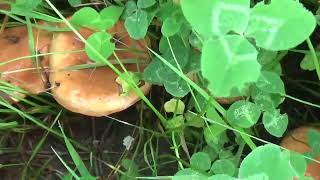 20240808 maslaki Suillus luteus [upl. by Lucic915]