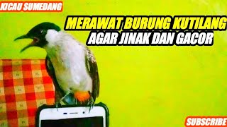 Tips Perawatan Burung Kutilang Agar Cepat Gacor Panjang Dan Jinak [upl. by Oralle]