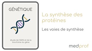 BIO CELL  La synthèse des protéines [upl. by Flavius]