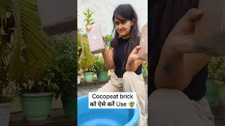 ये है सही तरीका Cocopeat brick इस्तेमाल करने का ✅ how to use cocopeat 💁🏻‍♀️ cocopeat gardening [upl. by Alegre]