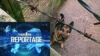 Reportage Hundequäler [upl. by Rivi]