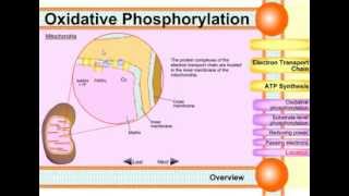 Oxidative phosphorylation [upl. by Tonl]