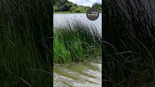 What is it like to swim at Hinchingbrooke Country Park Glorious swimming wildswimming [upl. by Carnes]