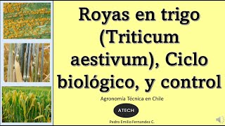 Royas en trigo Triticum aestivum ciclo biológico y control ATECH [upl. by Chaffinch370]