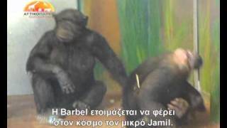 Baby chimps birth at Attica Zoological Park [upl. by Yeaton]