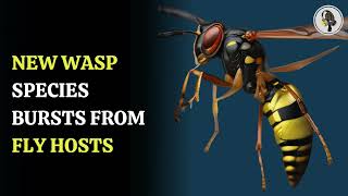 New wasp species bursts from fly hosts WION Podcast [upl. by Nosredna]