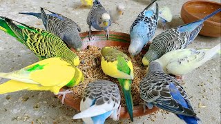 Budgies Weekend Vibes  Getting Healthy Mixed Seeds Diet Treat  Parakeets On Good Mood [upl. by Llekcir]