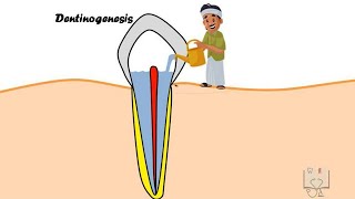 Dentinogenesis [upl. by Partridge]