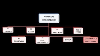 Vitaminas hidrosolubles Vitamina B12 o Cobalamina [upl. by Conley]