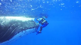 Whale Saves Diver From Shark Attack [upl. by Evreh766]