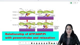 Relationship of ATP amp A M crossbridge [upl. by Tessil]