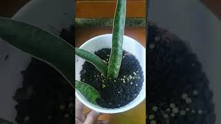 Sansevieria Nitida [upl. by Mailliw835]