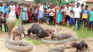 नेवला और सांप का ऐसा लड़ाई आपने कभी नहीं देखा होगा😱 दोनों गिरा कुंए में Snake Vs Mongoose Fighting [upl. by Ubana]