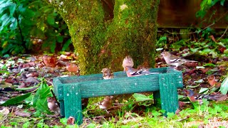 Birds on the feeder [upl. by Longfellow504]