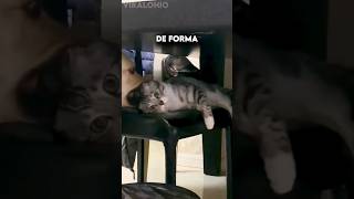 Perro Sabio Educa a un Gato [upl. by Otxis]