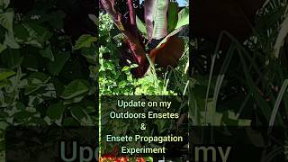 Update on my Ensetes Overwintered Outdoors UK and my Ensete Propagation Experiment [upl. by Ainotal]