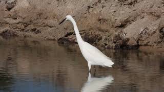 Little Egret Garzetta Egretta garzetta [upl. by Curnin942]